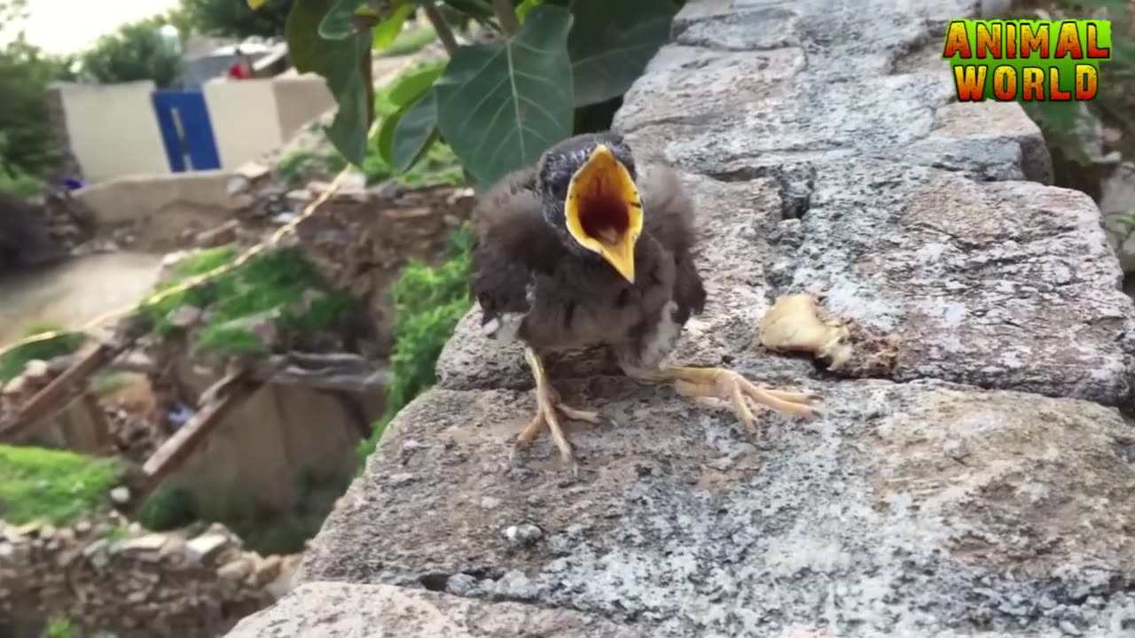 Baby bird feeding and raising