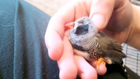 My old boi Charlie saying thank you for cleaning his cage