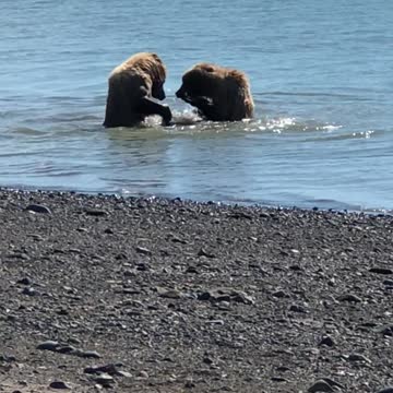 Two Bears Takes a Swim