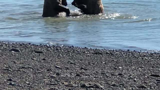 Two Bears Takes a Swim