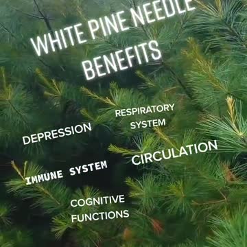 White Pine Needle Benefits