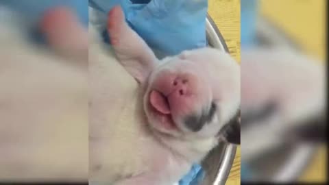 very chubby newborn dog