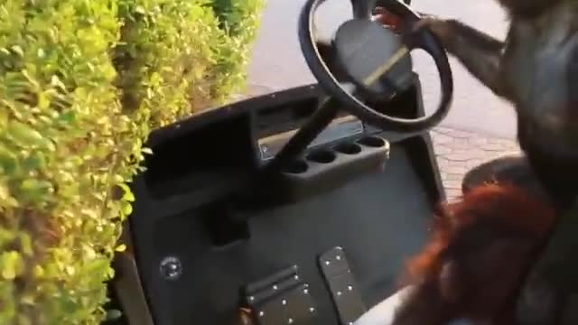 monkey driving