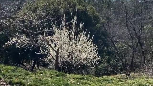 Sheep in the forest