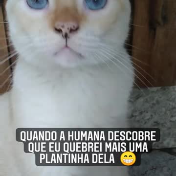 when the human finds out I broke another plant 🤣😂