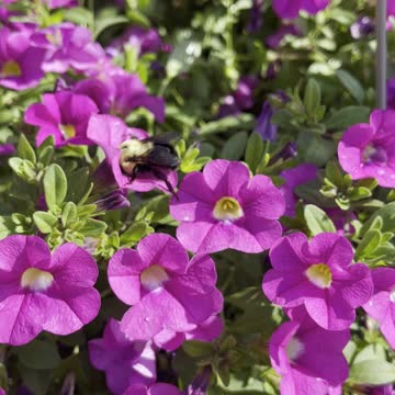 Bumble Bee busy pollinating petunia flowers