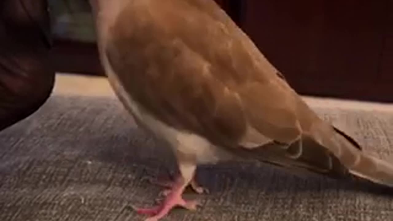 Beautiful bird 🐦 trending video
