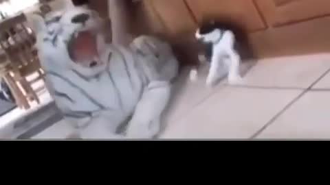 Cat owner scares her cat by a giant tiger doll