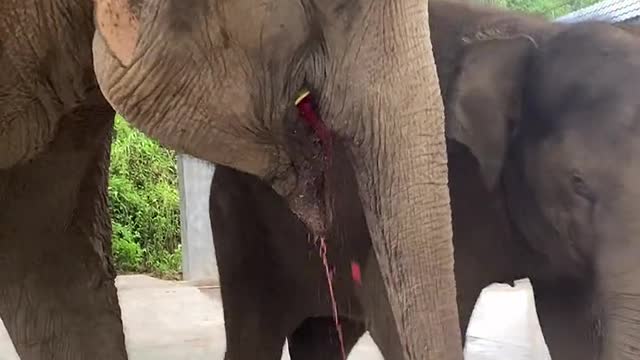 The elephant eats watermelon comfortably