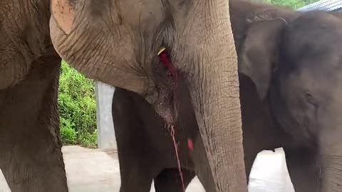 The elephant eats watermelon comfortably