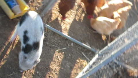 2011 - Porkchop and Barnyard