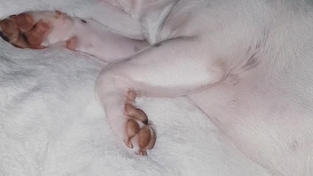 White french bulldog snoring while fast asleep