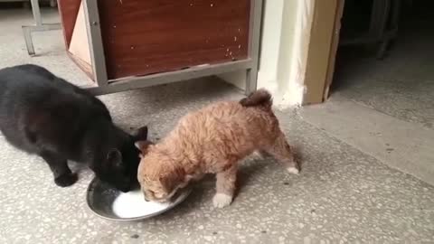 Omg cute dog and cat funny video