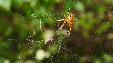 Clash of spiders