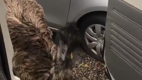 Cheeky Emu Steals Popcorn From a Car