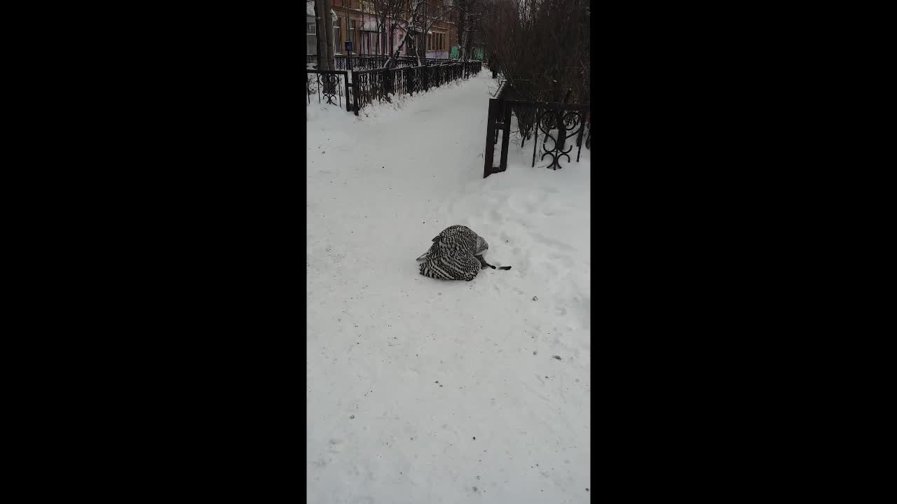 Snowy Owl Devours Pigeon In Front Of Town Shoppers