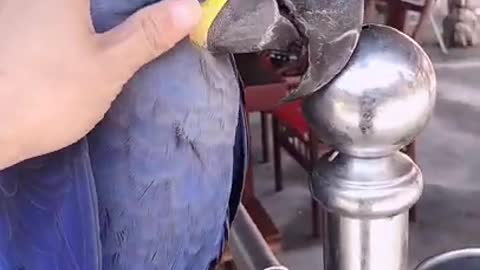 So nice parrot 🐦🐦