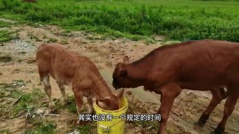 cattle in the field