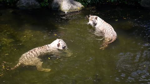 Endangered White Tigers Swimming in Water in Singapore Zoo