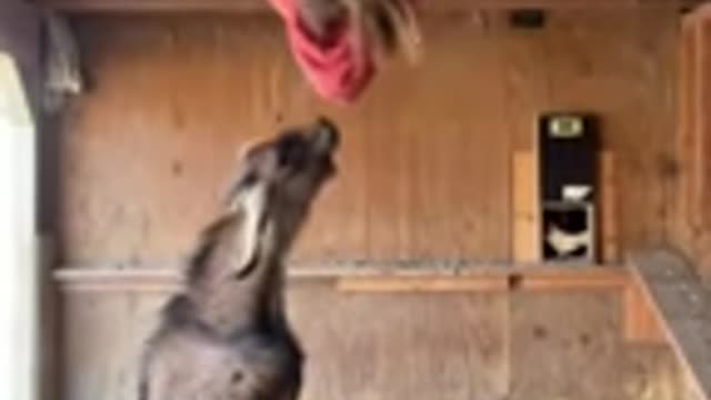 animals goat funnyanimalvideos