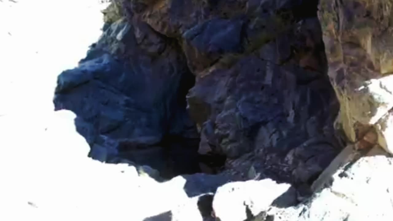 Snow leopard with cubs