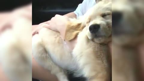 The golden retriever lying in the arms of the owner, the expression is so satisfied, so happy