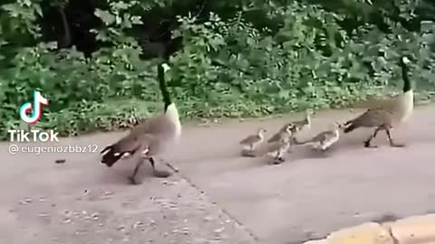 Duck dad#