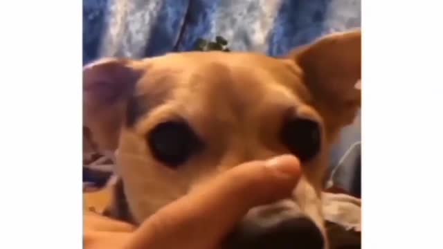 Dog funny video 🤣
