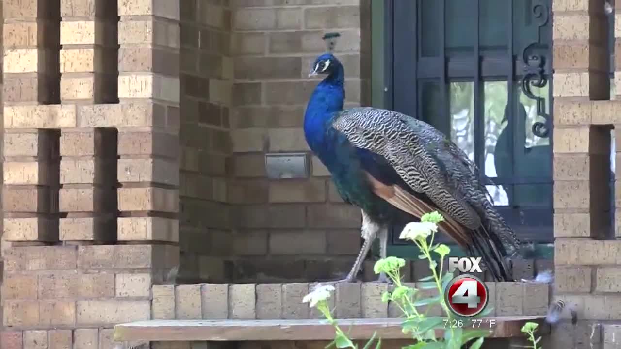 Peacocks Are at Large in a Nebraska Town, and the Law’s on Their Side