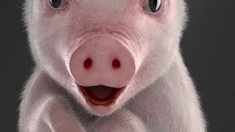 Cute Little Pig 1