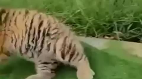 Funny Animal videos ~ Part 2