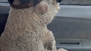 New Jackeroo On The Farm