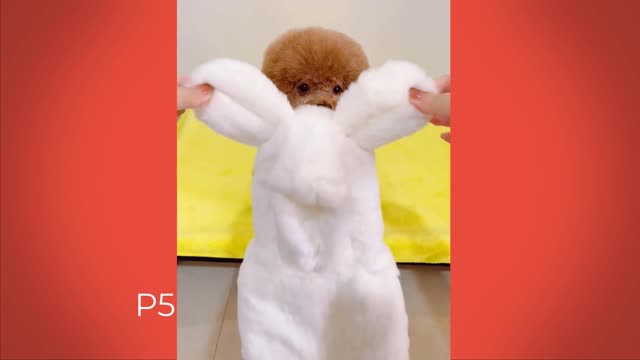 Child Dogs 🐶🐕Cute and Funny Dog🐕🐾 Videos Compilation 3_