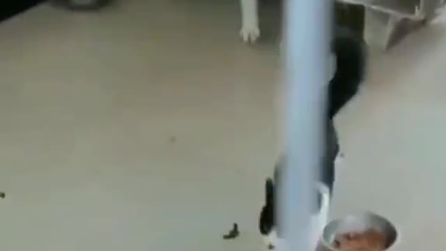 CUTE DOG & CAT in tremendous Fight - fun to watch