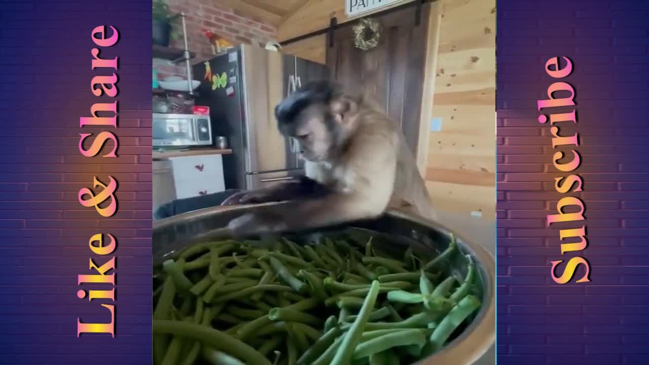 Monkey helps making green beans casserole yesterday…