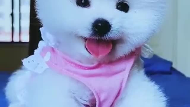 cute puppy with flexible moves