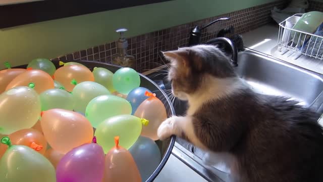 Munchkin cat pops water balloon