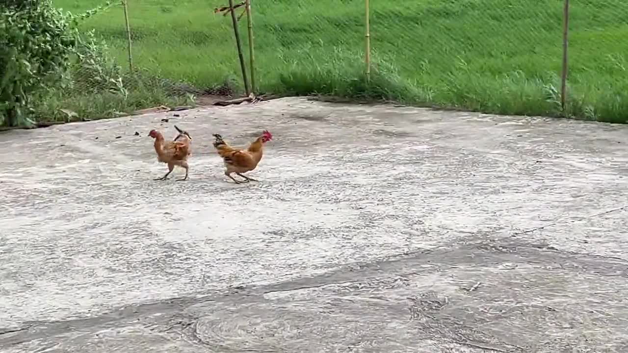 The hen was blown away by the typhoon