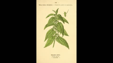 Stinging Nettle History