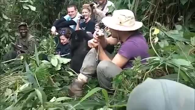 Gorilla hug Memorable hug by wild mountain gorilla in Bwindi Impenetrable Forest, Uganda.