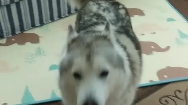 Adorable husky engages his owner for zoomies