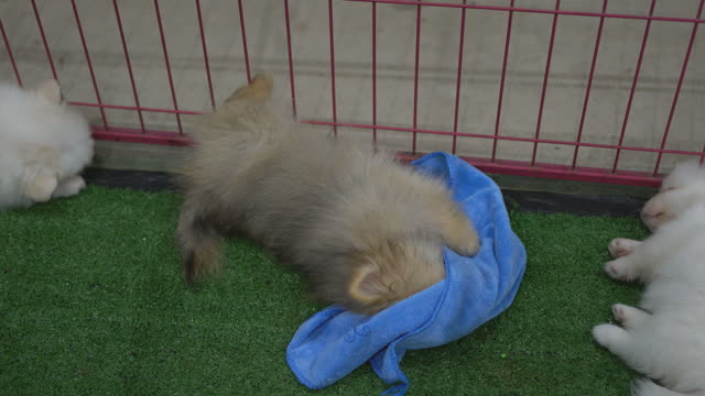 Pomeranian Dogs Playing With Fun Blue Clothes