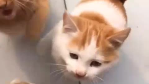1,2,3, 4 or more cats ? cats brothers