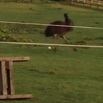 adorable Emu With her friend have fun 😍😍😍