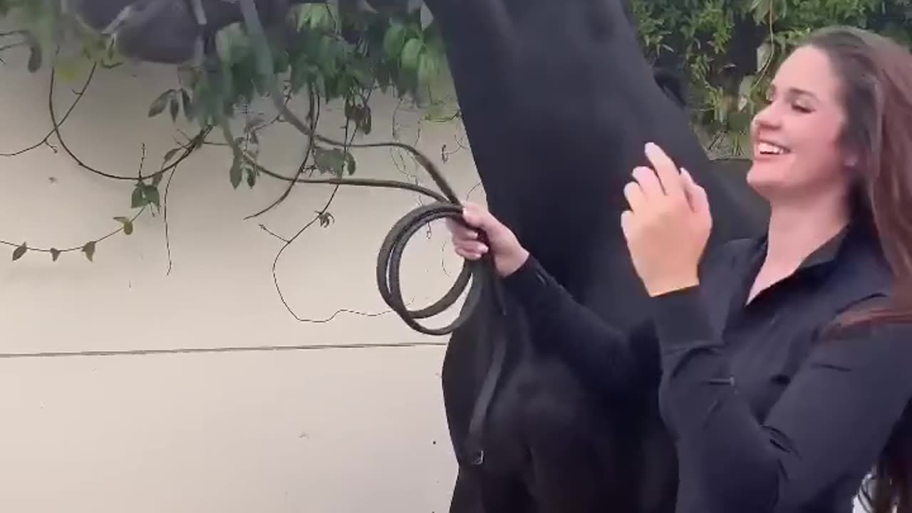Dinosaur