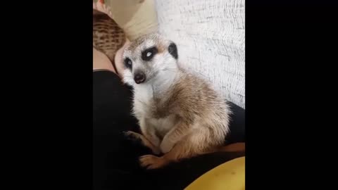 Little animals are cute