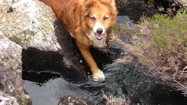 Cute dog chilling out