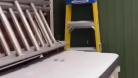 Our funny cats