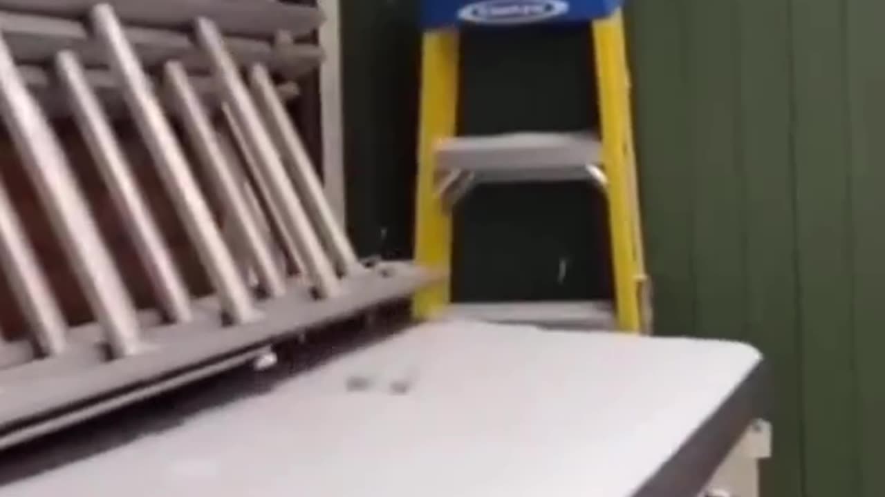 Our funny cats