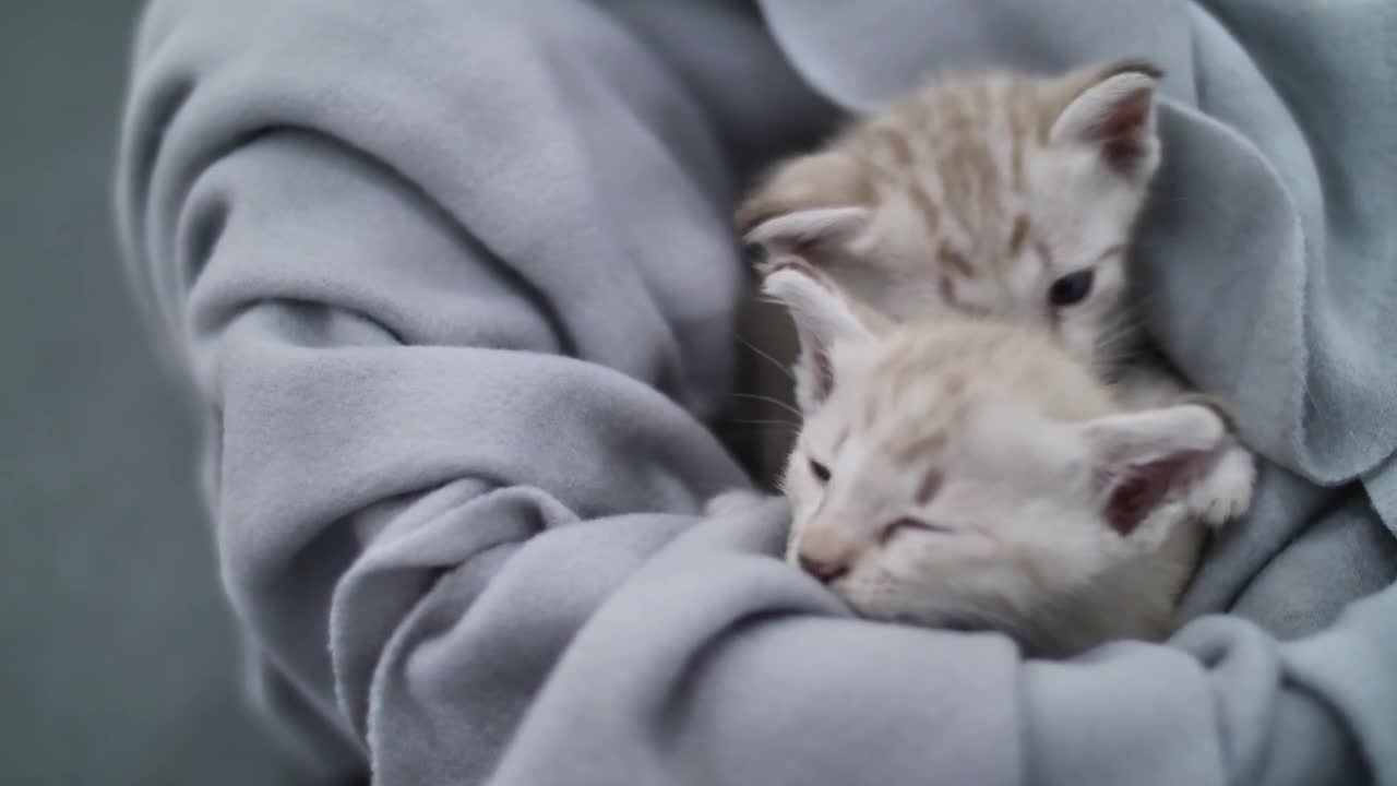 Cat Kitten Fur Blanket